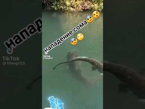 Атака сома😱🔥#рыбалка #bigfish #fishing #щука #сом #атака #рек #shortsvideo #shorts #карась #short