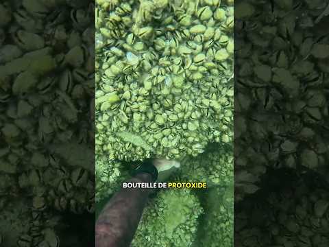 Maxi trésor au Lac Léman 😍 #apnée #tresor #plongee