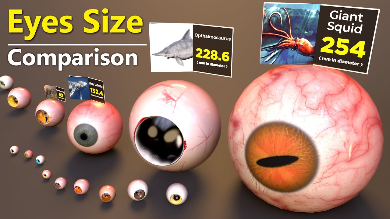 Monster Eye Size Comparison 👁️