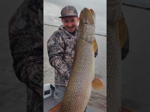 Огромная щука поймана рыбаками