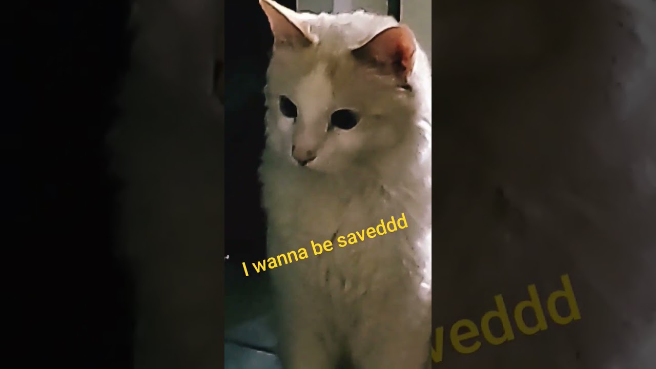 Seeking Salvation 🙏