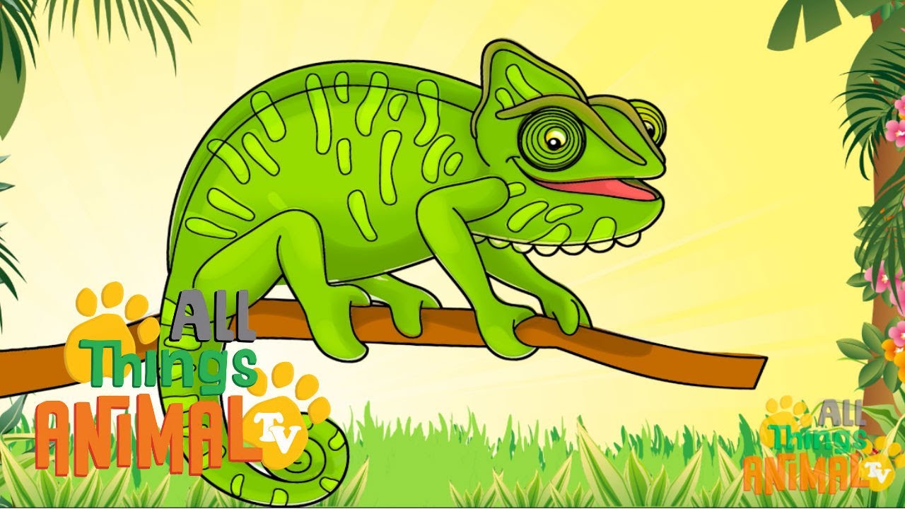 Chameleon | Fun Animal Videos for Kids 🦎