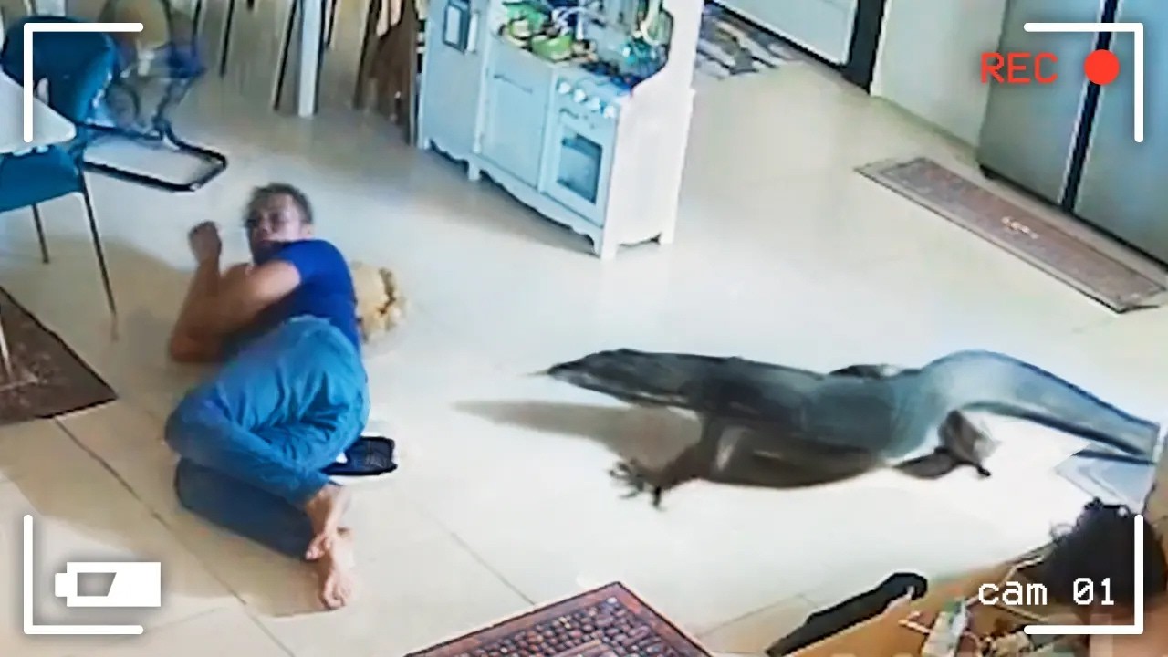 Wild Animals Invade Cities Caught on Camera 🐾