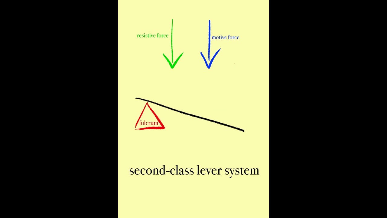 Lever Systems: Types & Biomechanics 🦾