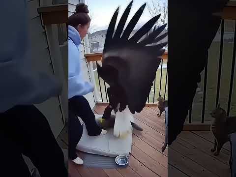 Eagle Attacks a Cat in the Backyard