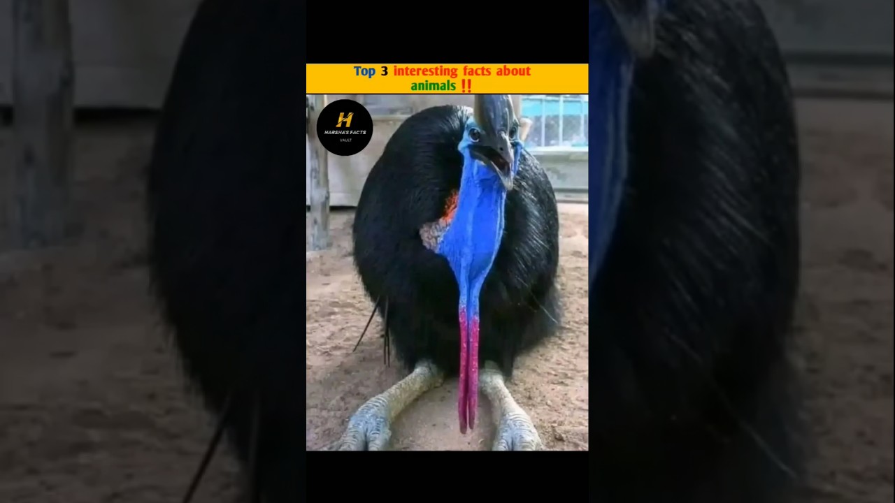 Top 3 Hidden Telugu Facts 🧐