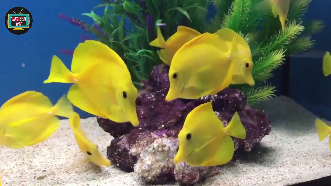 7 Ikan Hias Air Laut yang Cantik dan Populer 🌊