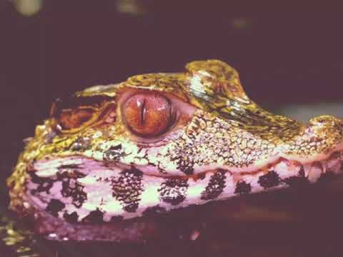 Danjah Q ft Authentic Money (2018-2019 Wildlife Production) 🌿