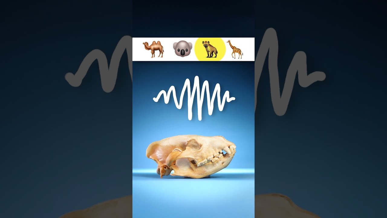 What Sound Do Giraffes Make? 🦒