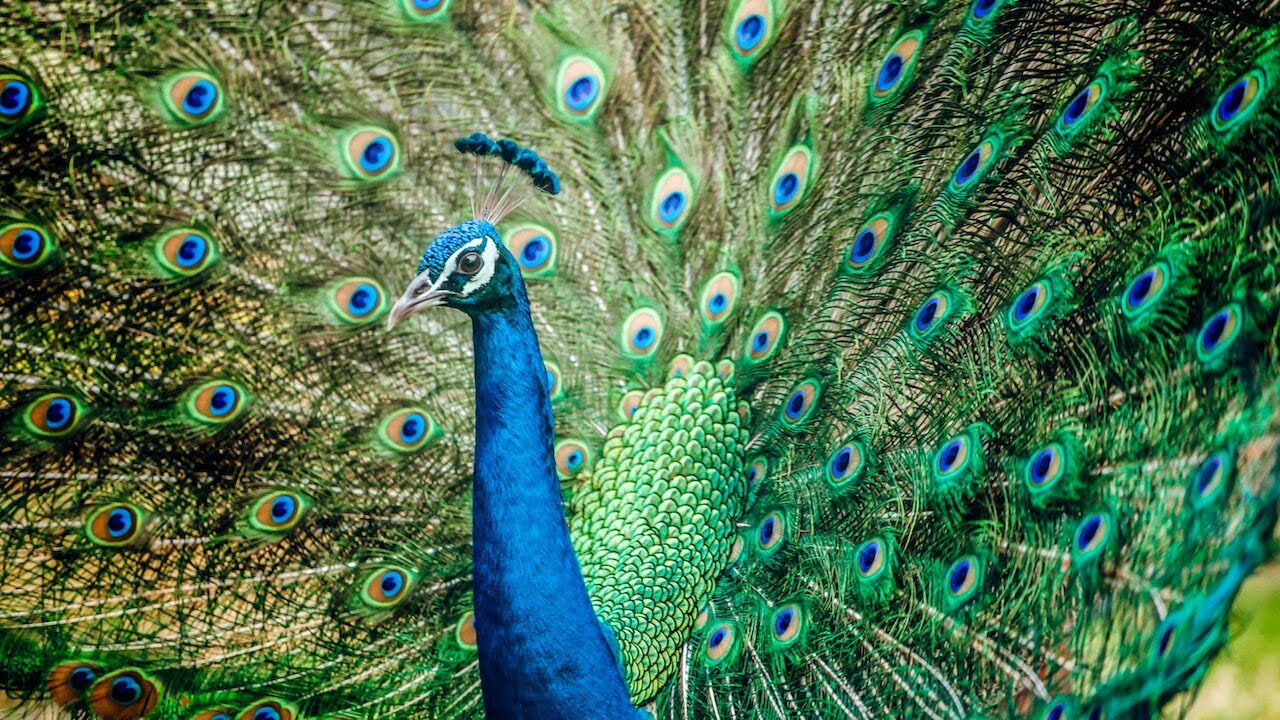 Peacock Sounds - Suara Burung Merak 🦚