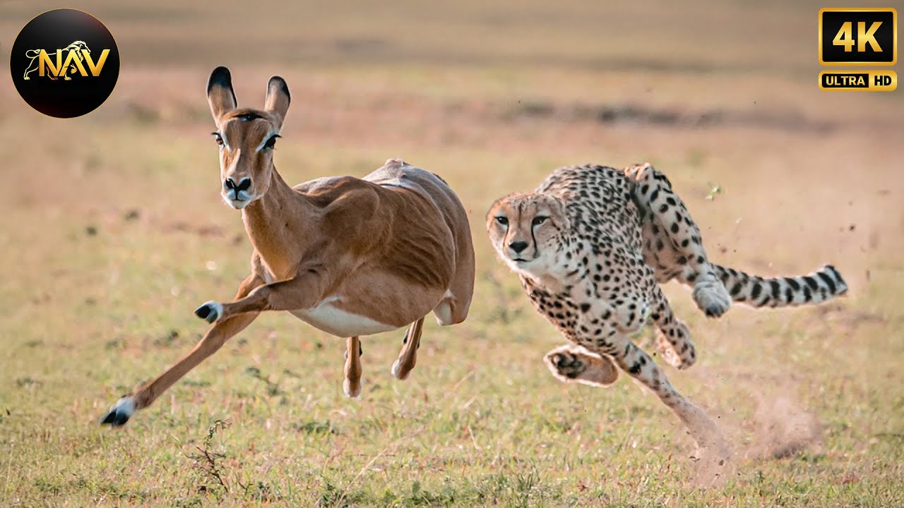 Wild Savannah: Uncover the Secrets of Africa’s Fastest Hunters 🐆