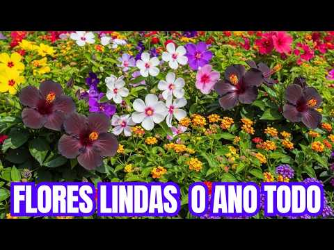 15 FLORES de SOL para TER um JARDIM sempre COLORIDO