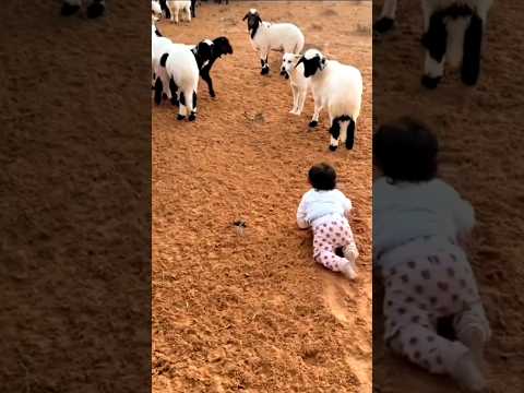 يحبي ورا الغنم