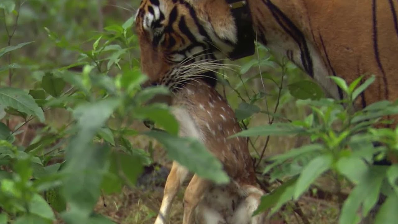 Dramatic Tiger Chase: Lone Baby Deerโs Fight for Survival ๐