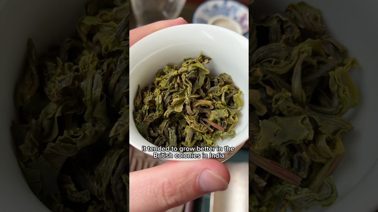 Your Favorite Green Tea? 🍵