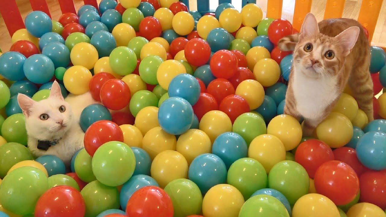 Cats' Fun in a 500-Ball Pit π±