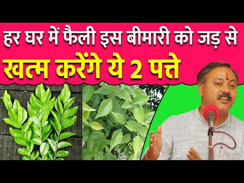 Rajiv Dixit - कड़ी पत्ता को कैसे लेना चाहिए ? कड़ी पत्ता के फायदे