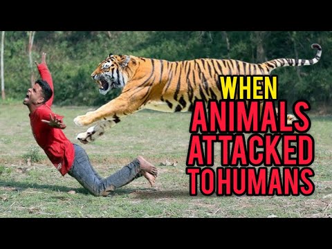 Moments of Animal Attacks on Humans: A Shocking Compilation