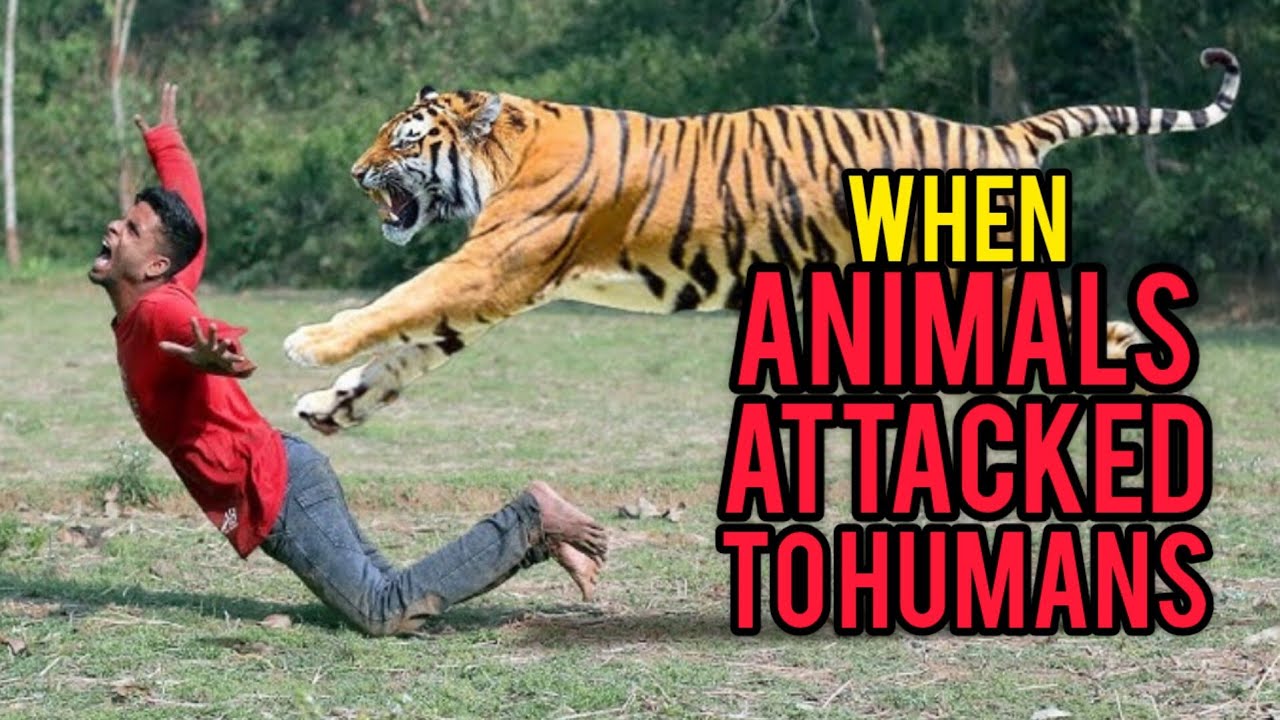 Intense Encounters: A Compilation of Animal Attacks on Humans