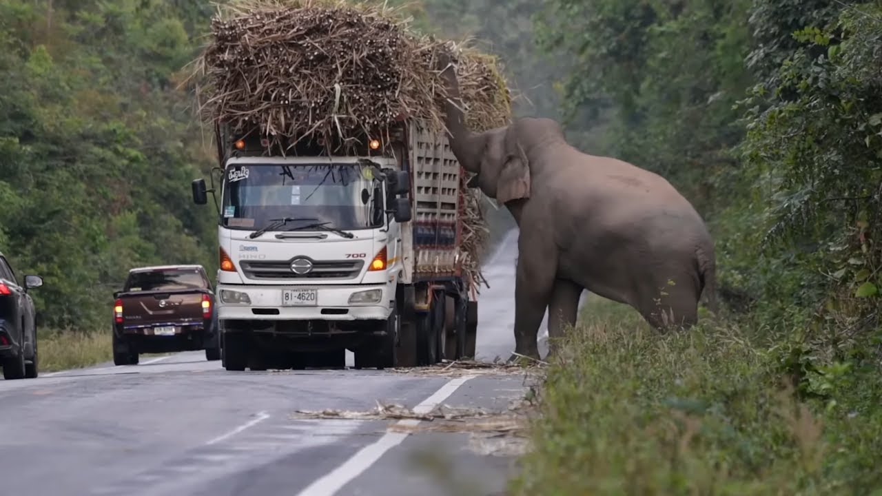 Wild Elephant 'Fatty' Stops Passing Trucks to Steal Sugarcane