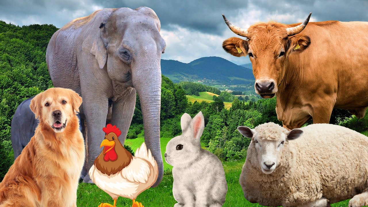 Farm Animal Sounds: Cow, Sheep, Cat & More 🐓