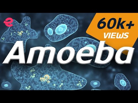 What Is an Amoeba? | Biology Explained 🦠