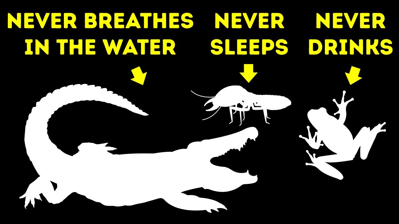 50+ Fascinating Animal Facts 🐾