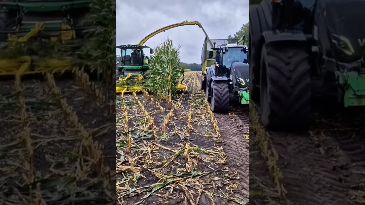 Epic Corn Harvester in Action 🌽