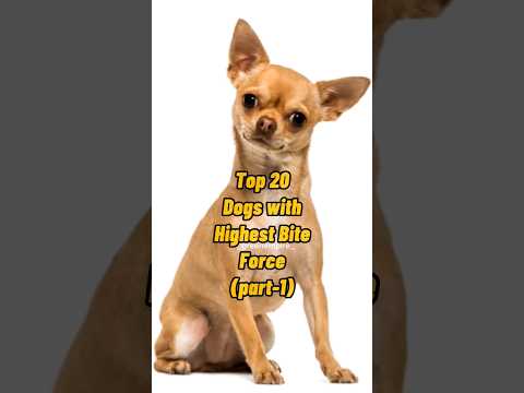 Top 20 Dog Breeds with the Strongest Bite Force (Part 1)