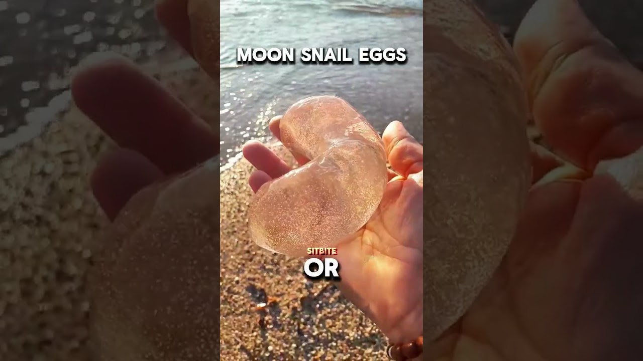 TOP 5 Top 5 Strangest Animal Eggs 🥚