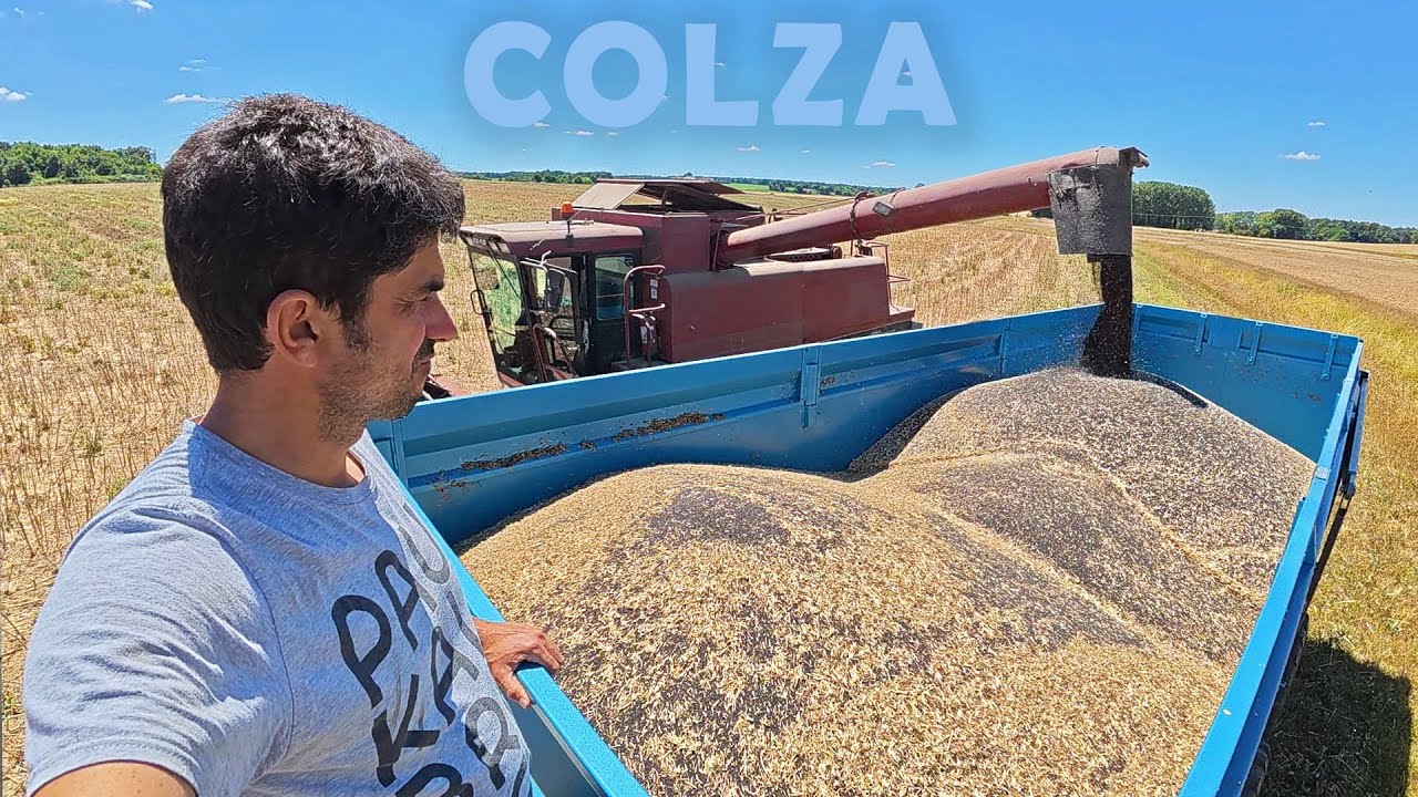 Difficultés persistantes pour le colza en 2025 🌱