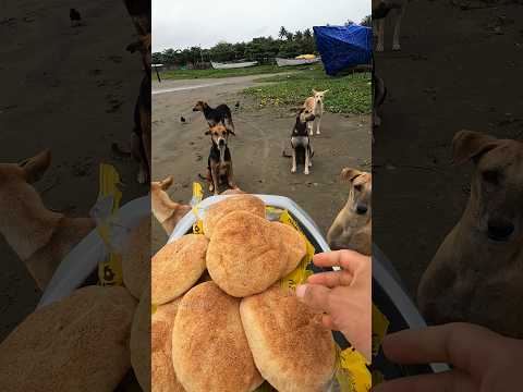 Food for Homeless Dogs: A Small Act of Kindness 🐕🍲