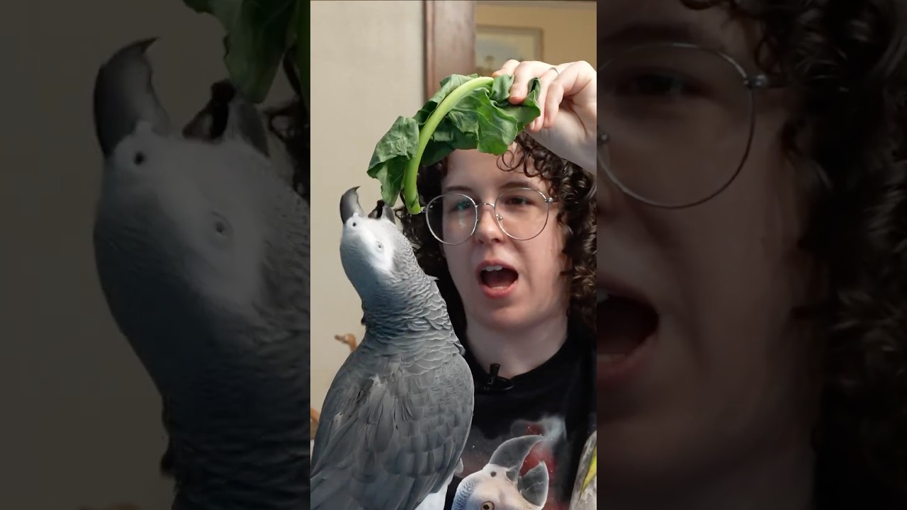 Meet Apollo, the Talking African Grey Parrot 🎩