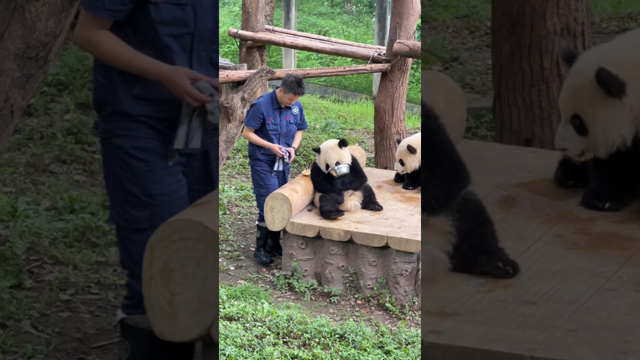 Clever Panda Plays Hide and Seek with Keeper! 🐼