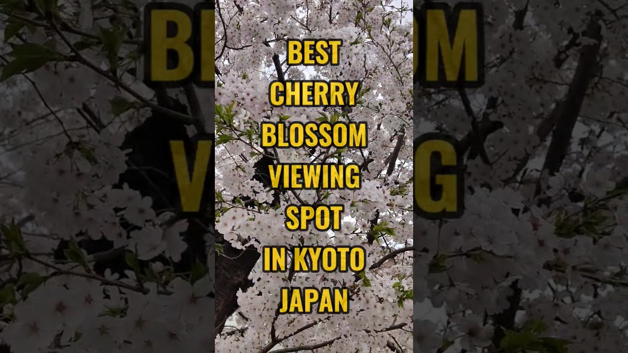 Hidden Cherry Blossom Spots in Kyoto 2024 🌸
