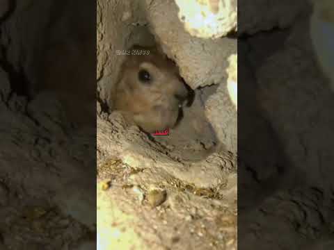 🗣️ أفضل دوبلاج للحيوانات 😂 4# | #دبلجة_مضحكة #اكسبلور #السعودية #دوبلاج #shorts #my_kingo