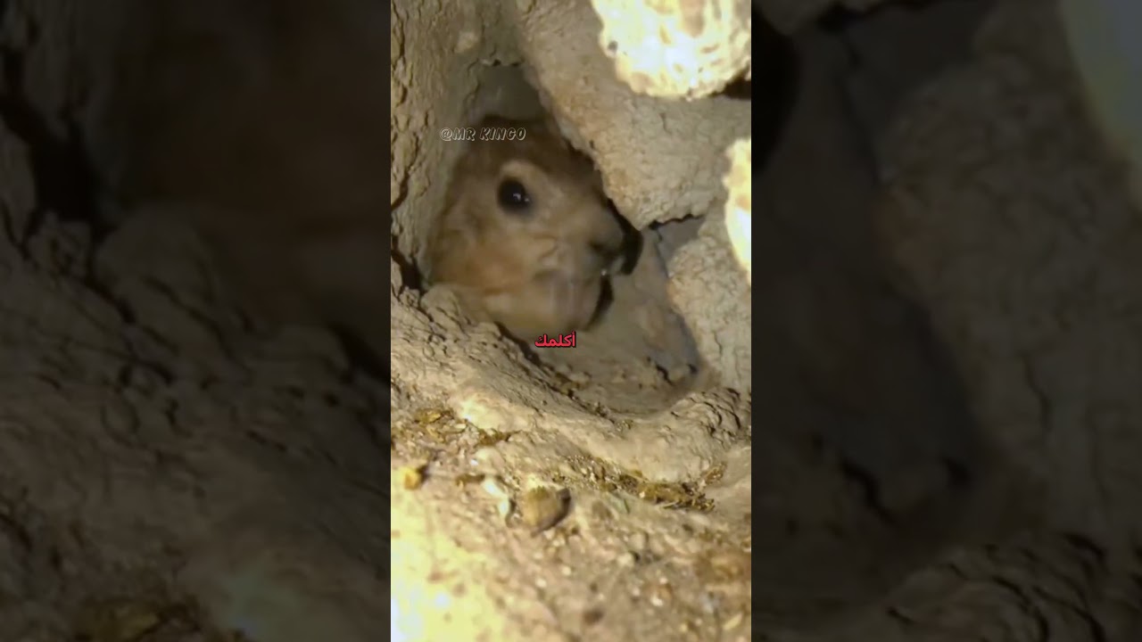 أفضل دوبلاج مضحك للحيوانات 😂 | اكتشف أمتع المشاهد!