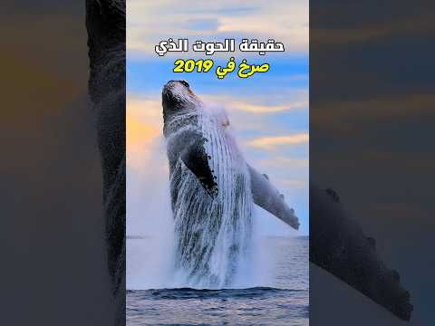 لماذا صرخ الحوت الازرق في سنه 2019 الحقيقه هتصدمك!!