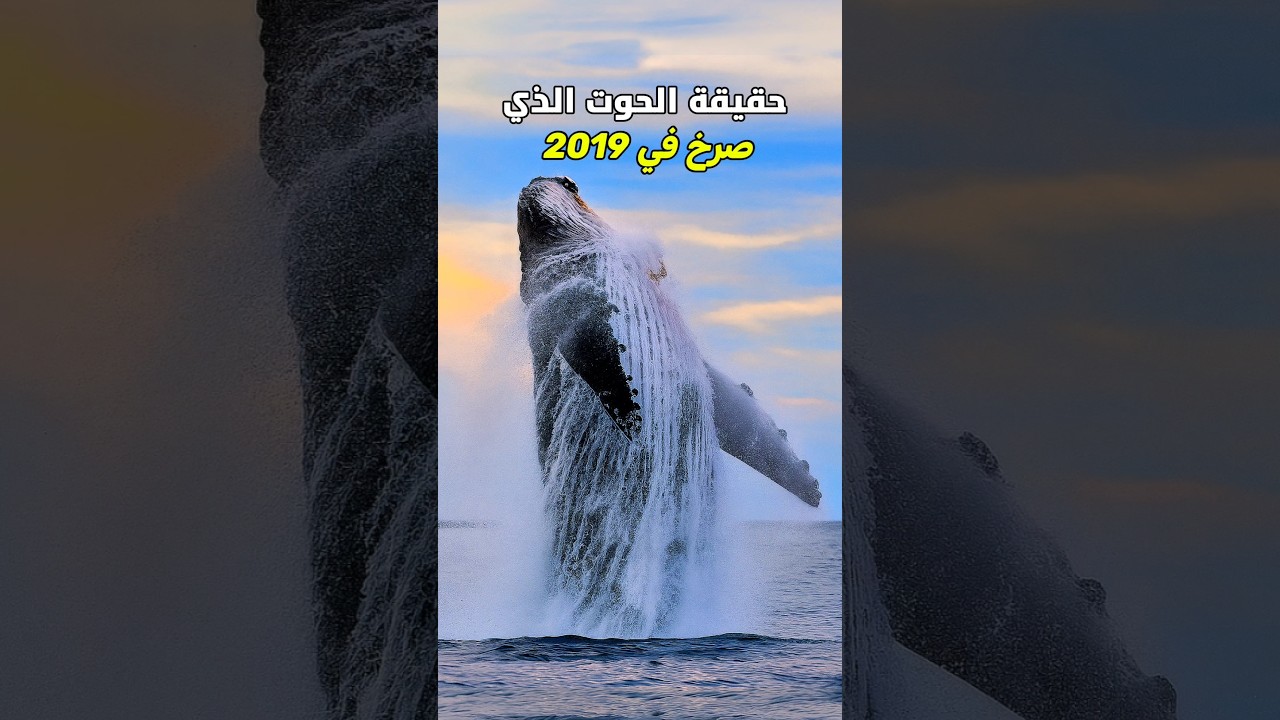 هل تعلم لماذا صرخ الحوت الأزرق في 2019؟ الحقيقة ستصدمك! 🐋