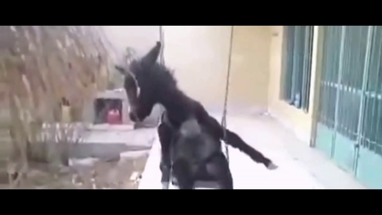 Fokaha Maroc 2017 Highlights 📅