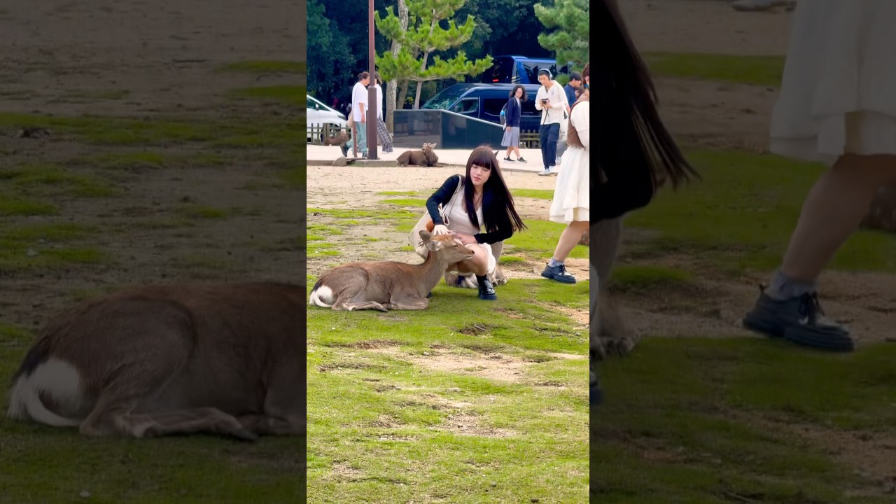 Nara Park Deer in Japan π¦