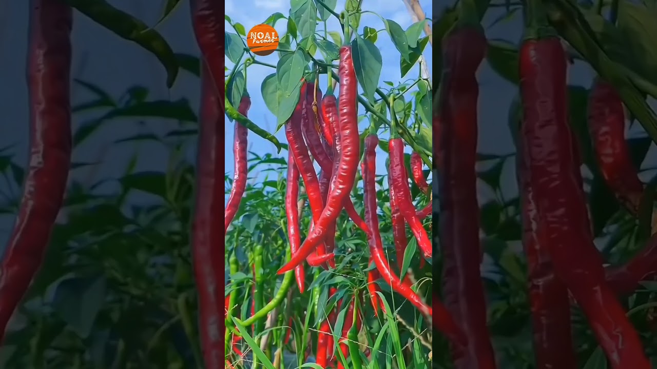 Green Chili Pepper Farming & Harvest Guide 🌶️
