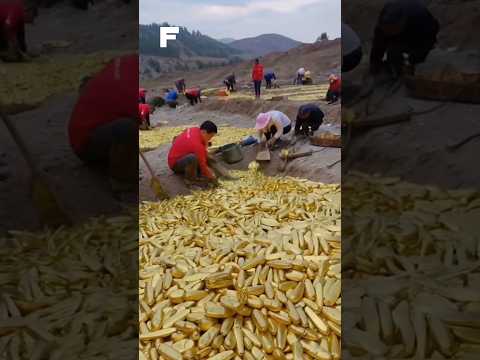 This is the deepest gold mine in the world🪙😮#goldmines #shorts