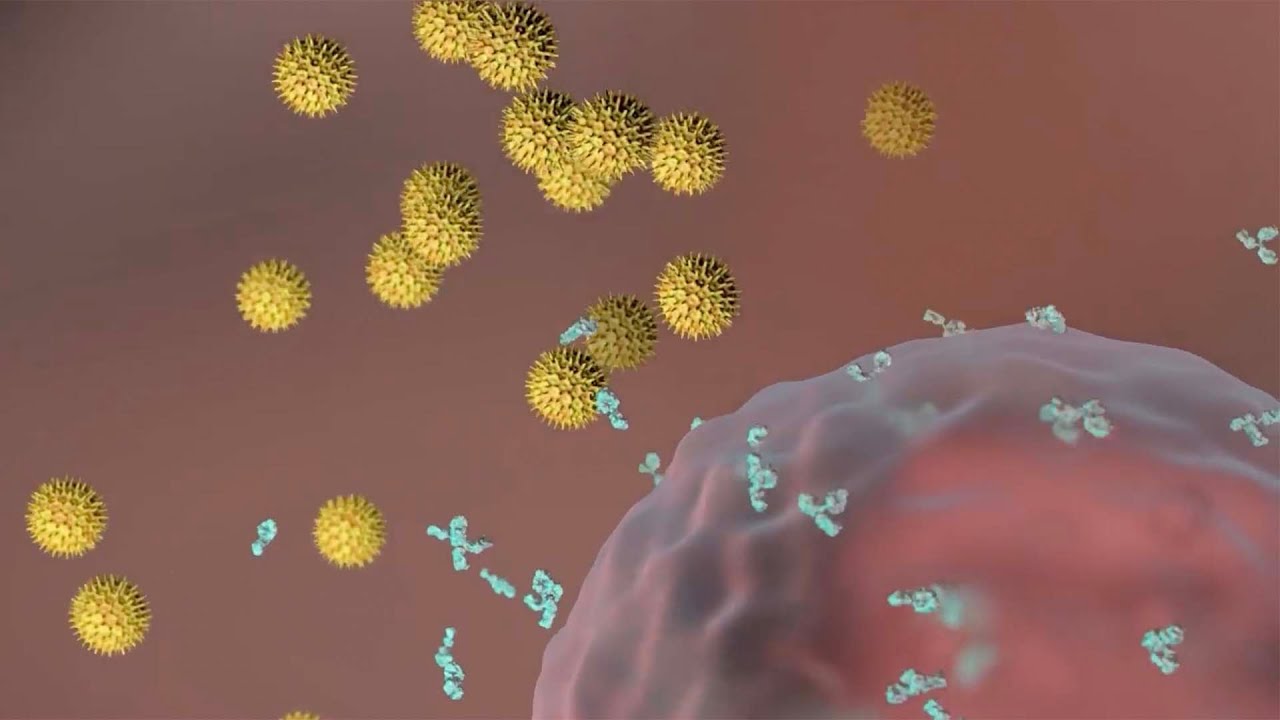 Allergic Reactions & Immediate Hypersensitivity 🤧