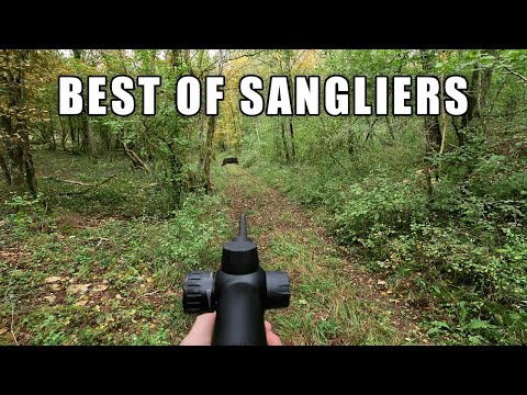 COMPILATION CHASSE AUX SANGLIERS: DES SCÈNES EXCEPTIONNELLES