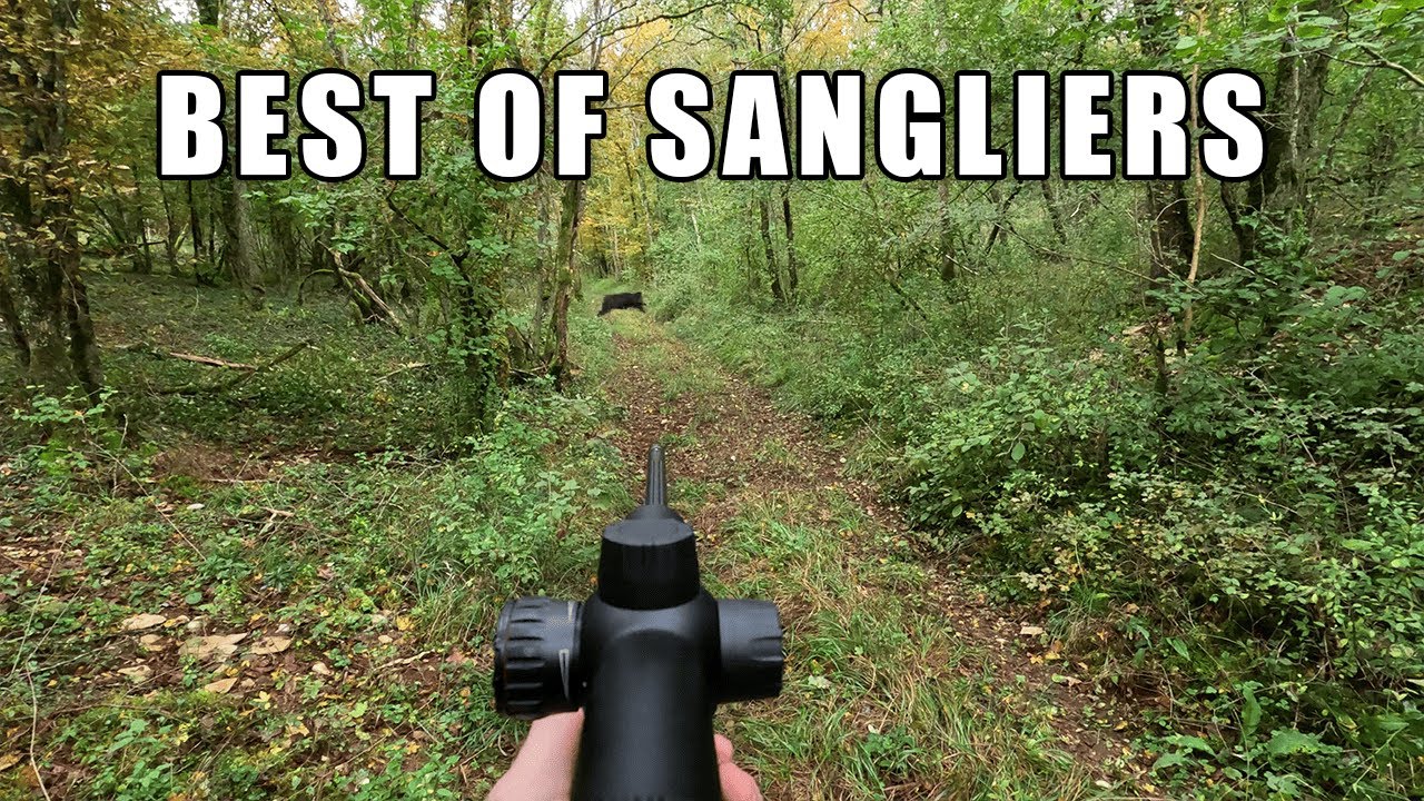 Chasse aux Sangliers : Compilation de Scènes Exceptionnelles en Bourgogne 🦌