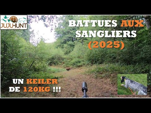 Battues aux Sangliers - Un keiler de 120kg !!!