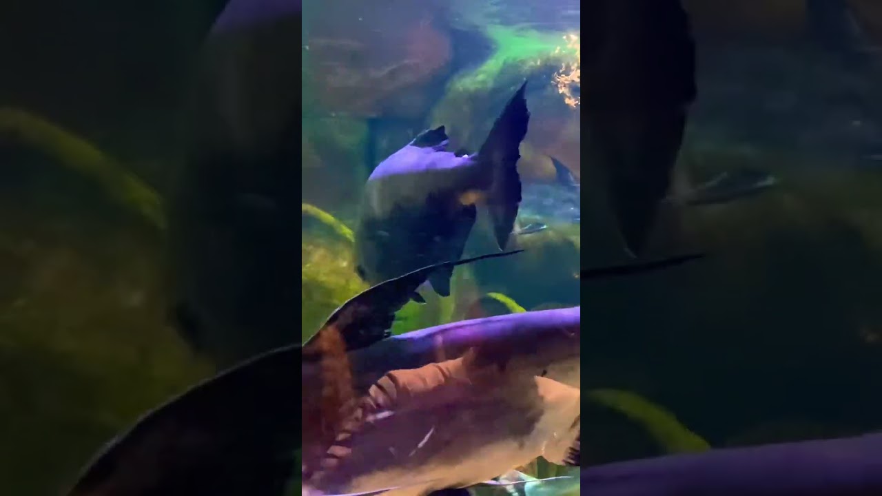 Beautiful Old Market by the Sea 🌅