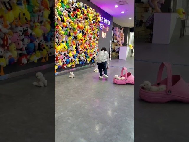 Adorable Teacup Dog Breeds You Must See! 🐶