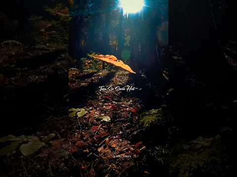 Main Rang Sharbaton Ka Full Song | Atif Aslam, Chinmayi | Pritam Chakraborty | Irshad Kamil